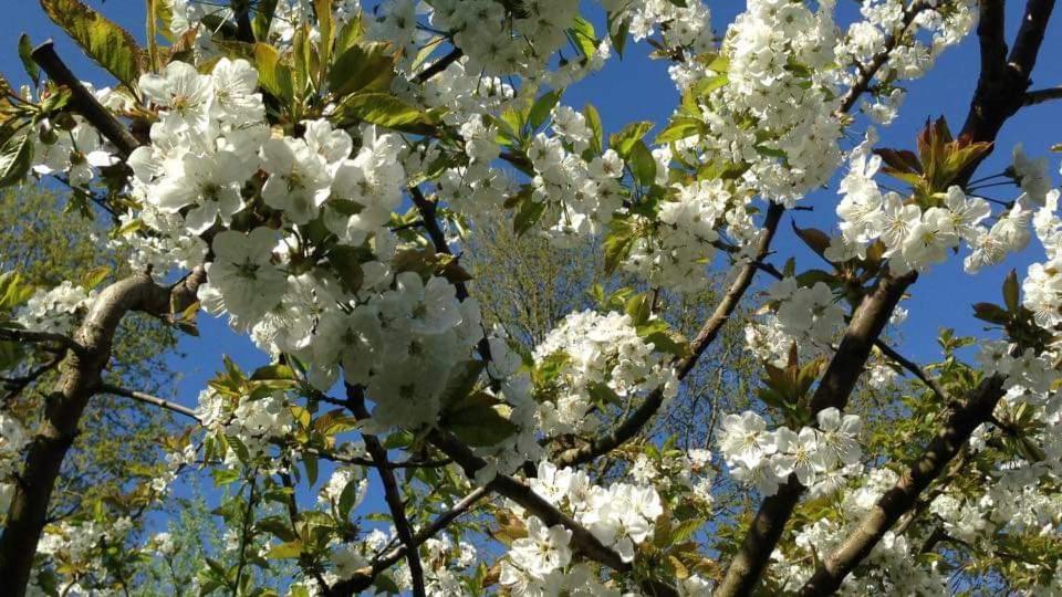 Vakantiehuis Aan Het Bos - Gelegen Aan De Tulpenroute Bant Esterno foto